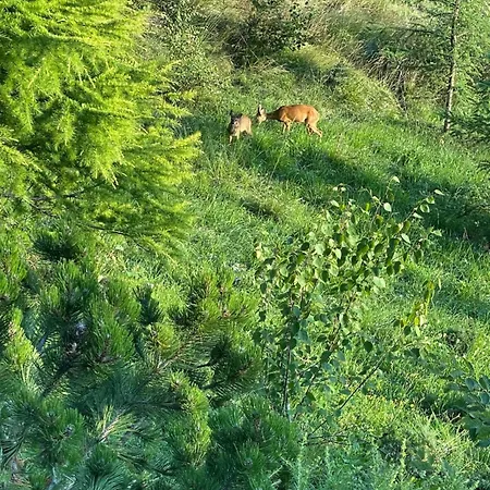 Σαλέ Contemporain Gryon