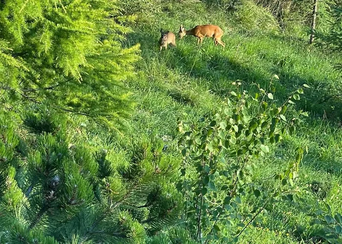 Chalet Contemporain Gryon